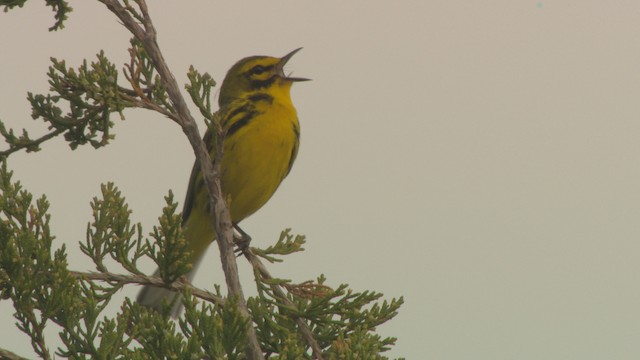 Prairie Warbler - ML476409