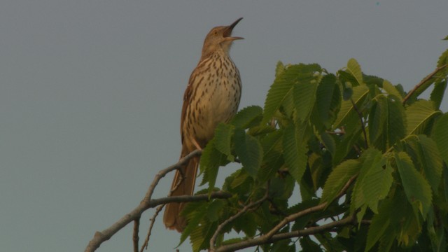 Brown Thrasher - ML476412