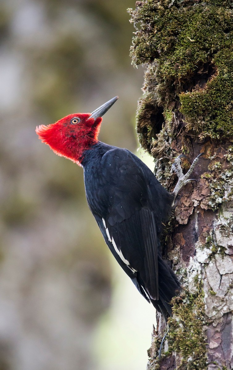 Magellanic Woodpecker - Mariano  Ordoñez