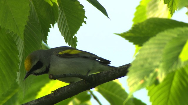 Golden-winged Warbler - ML476415