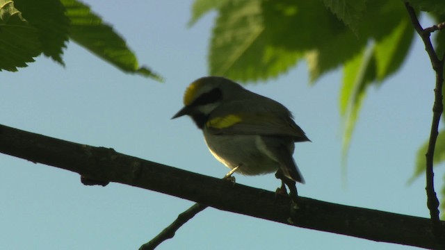 Golden-winged Warbler - ML476416