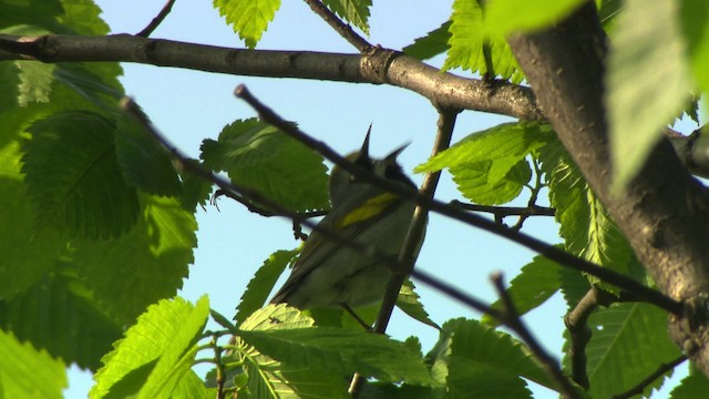 Golden-winged Warbler - ML476417