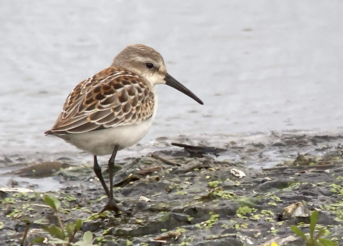 Western Sandpiper - Joachim Bertrands