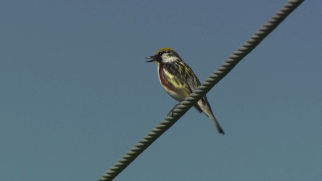 Chestnut-sided Warbler - ML476418