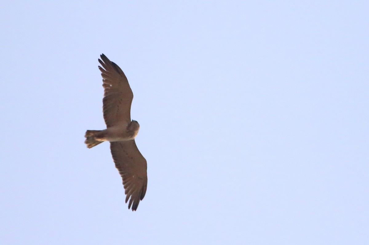 Short-toed Snake-Eagle - Sneha Gupta