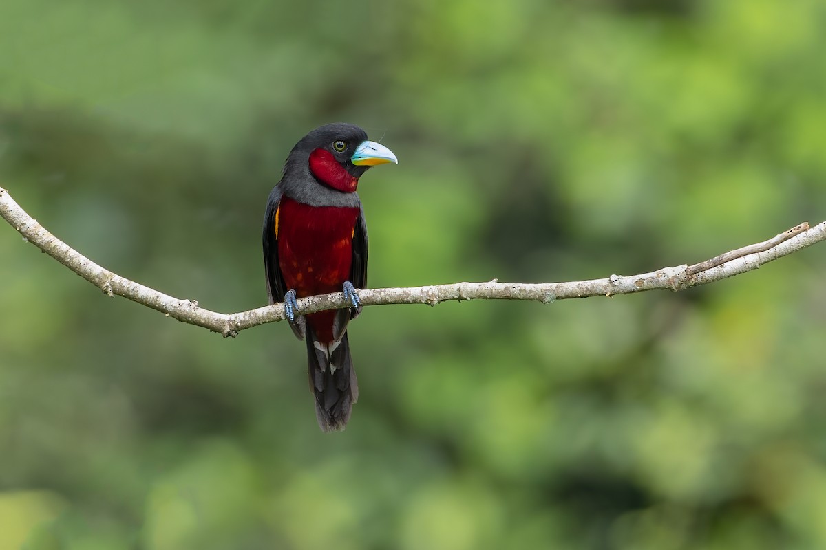 Black-and-red Broadbill - ML476418901