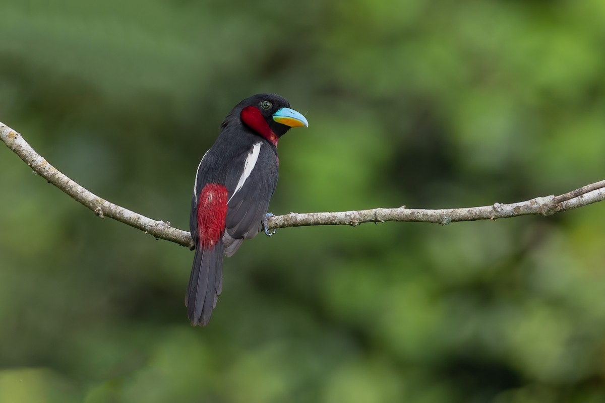 Black-and-red Broadbill - ML476418911
