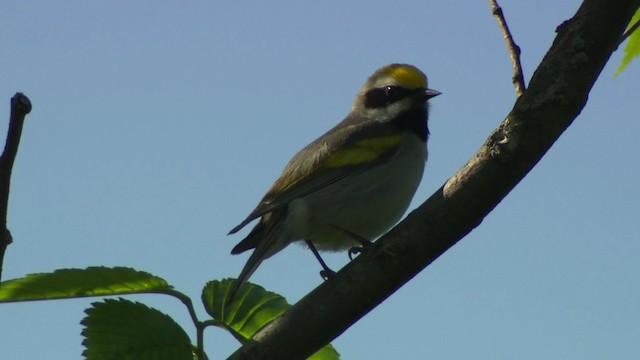 Golden-winged Warbler - ML476419