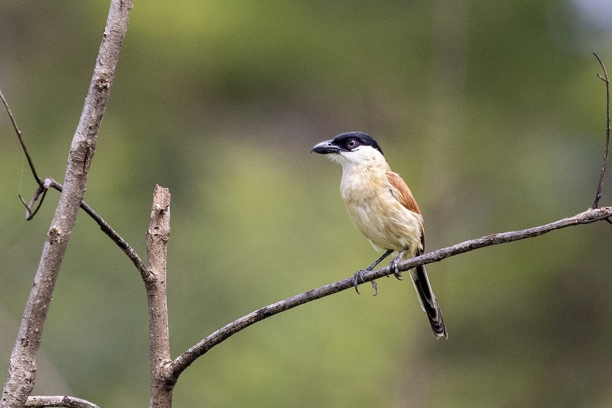 Chagra Marismeña (minutus) - ML476419011