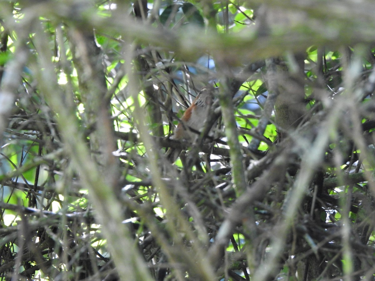 Rufous-and-white Wren - ML476419041