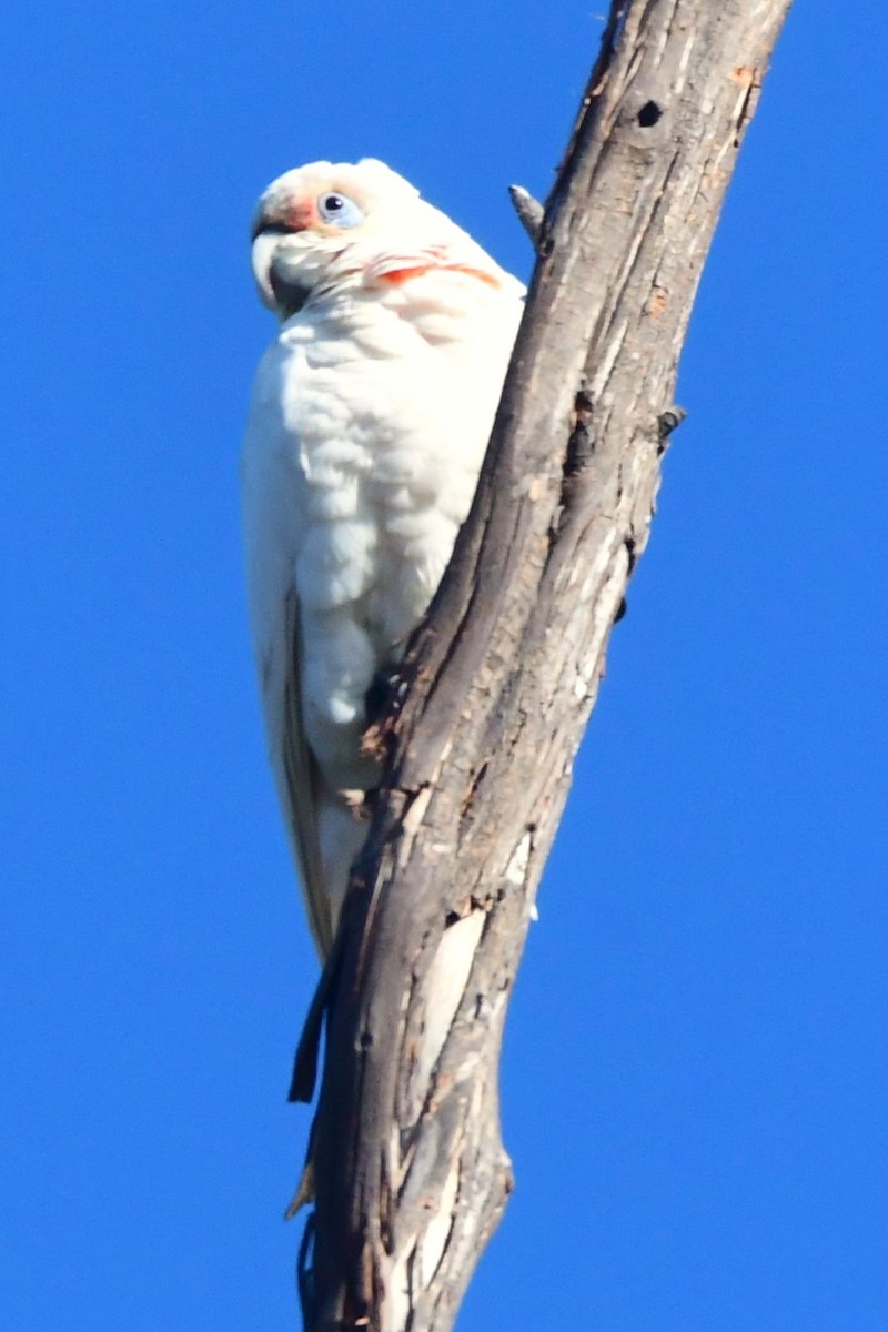 Long-billed Corella - ML476419561