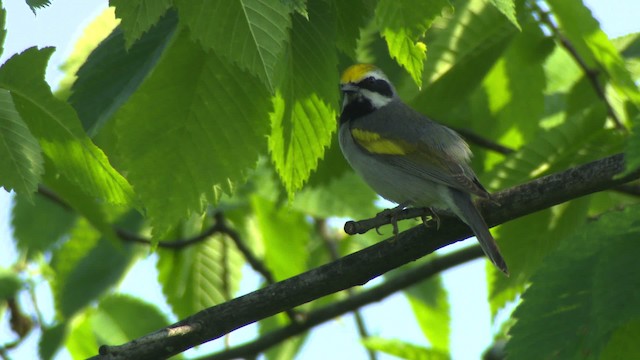 Golden-winged Warbler - ML476420