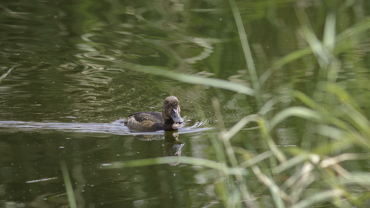 Ferruginous Duck - ML476420091