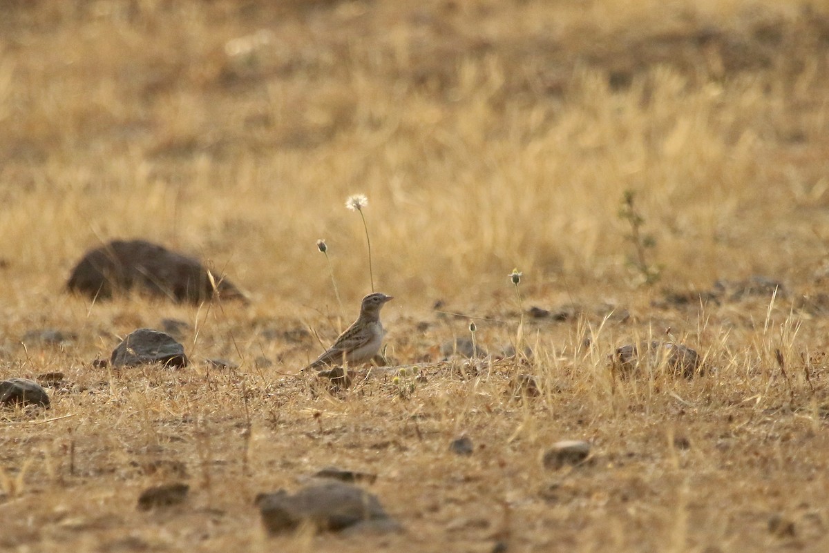 Greater/Mongolian Short-toed Lark - ML47642021