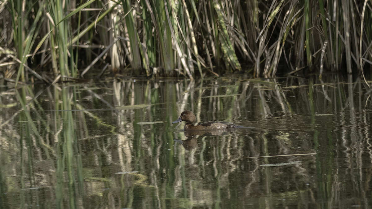 Ferruginous Duck - ML476420381