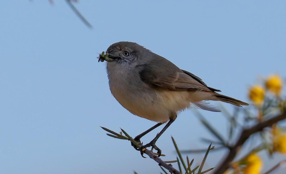 Chestnut-rumped Thornbill - Hickson Fergusson