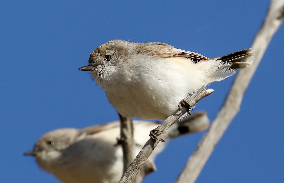 Chestnut-rumped Thornbill - ML476420911