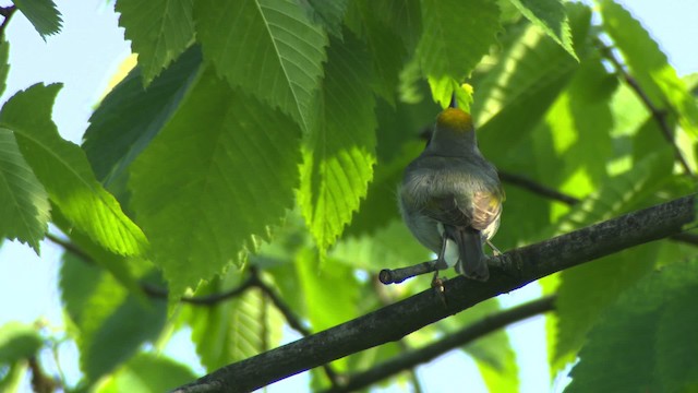 Golden-winged Warbler - ML476421