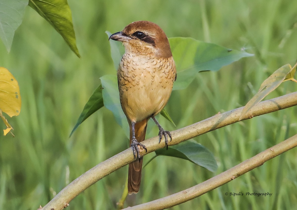 Brown Shrike - ML476421171