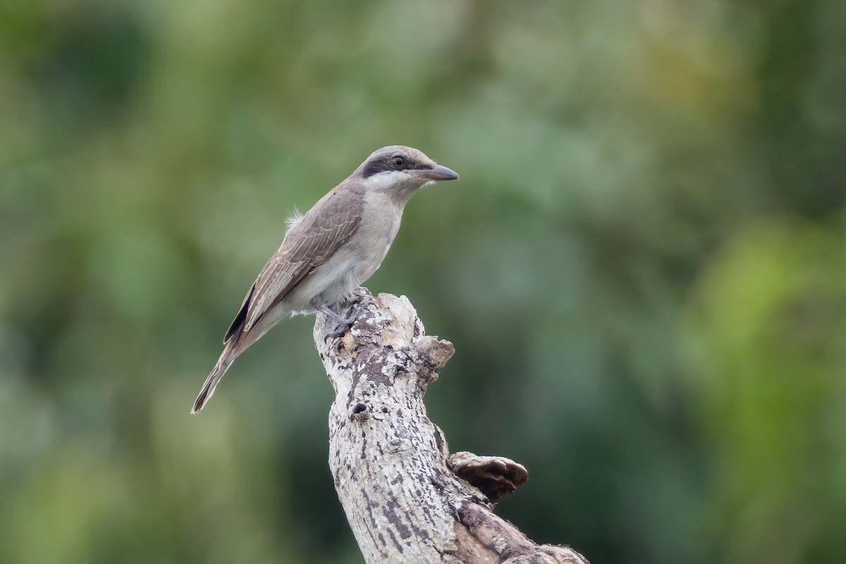 Large Woodshrike - ML476421271