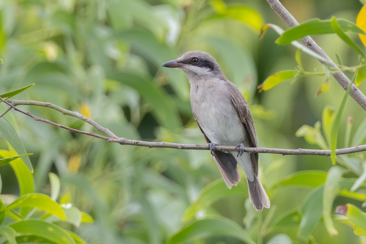 Large Woodshrike - ML476421281