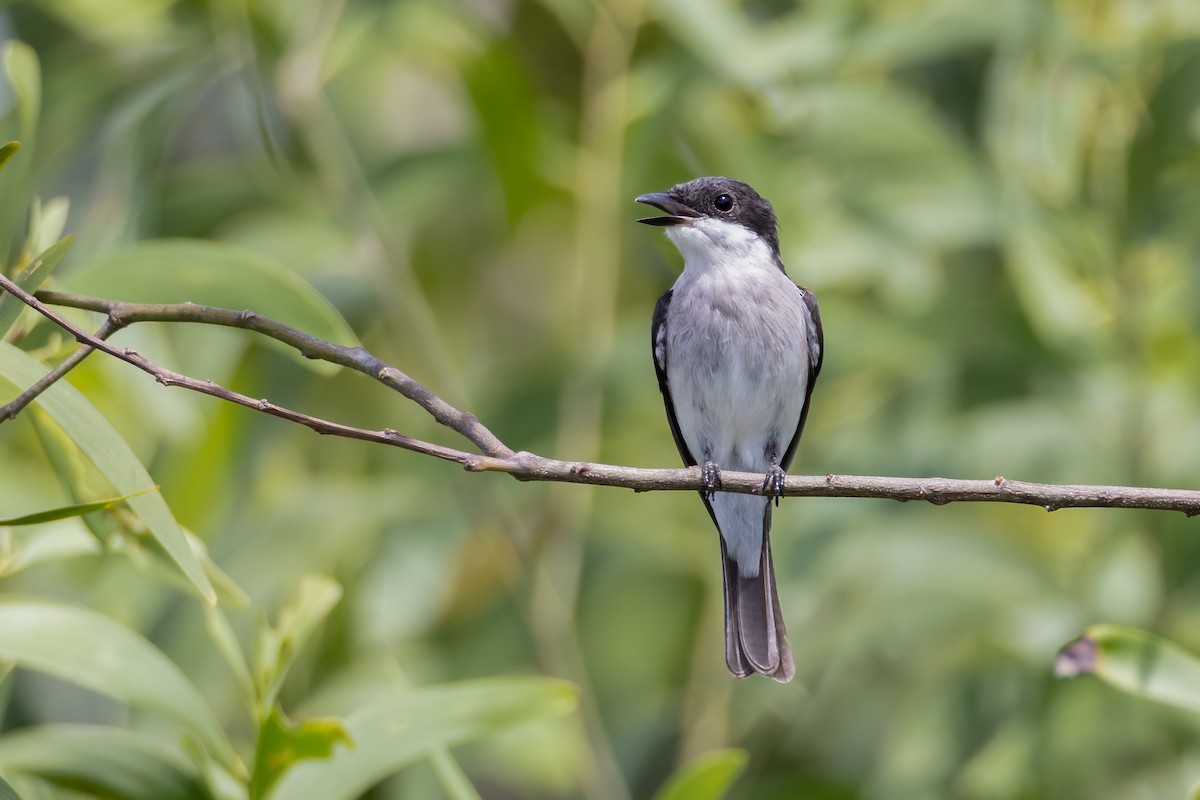 Black-winged Flycatcher-shrike - ML476421401