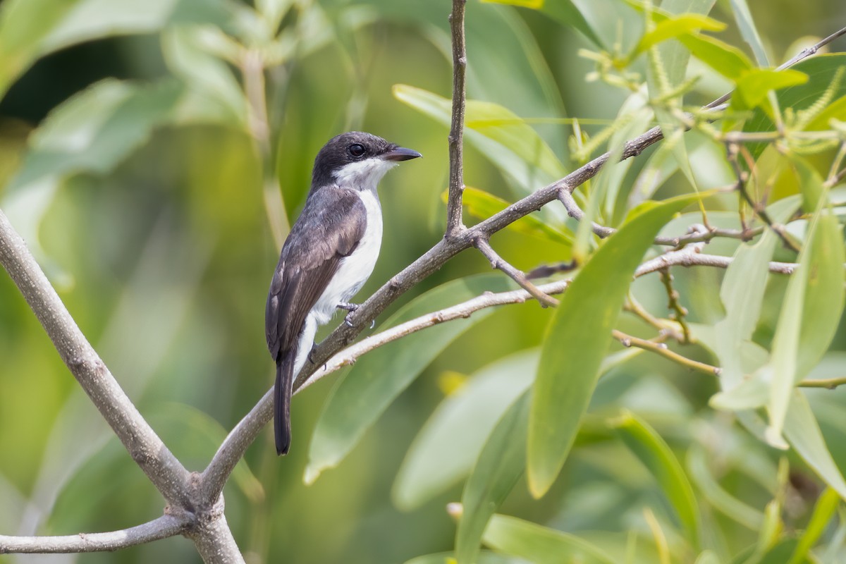 Black-winged Flycatcher-shrike - ML476421411