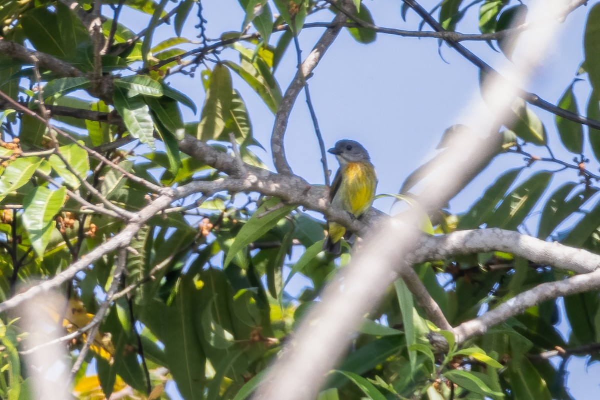 Scarlet-breasted Flowerpecker - ML476421671