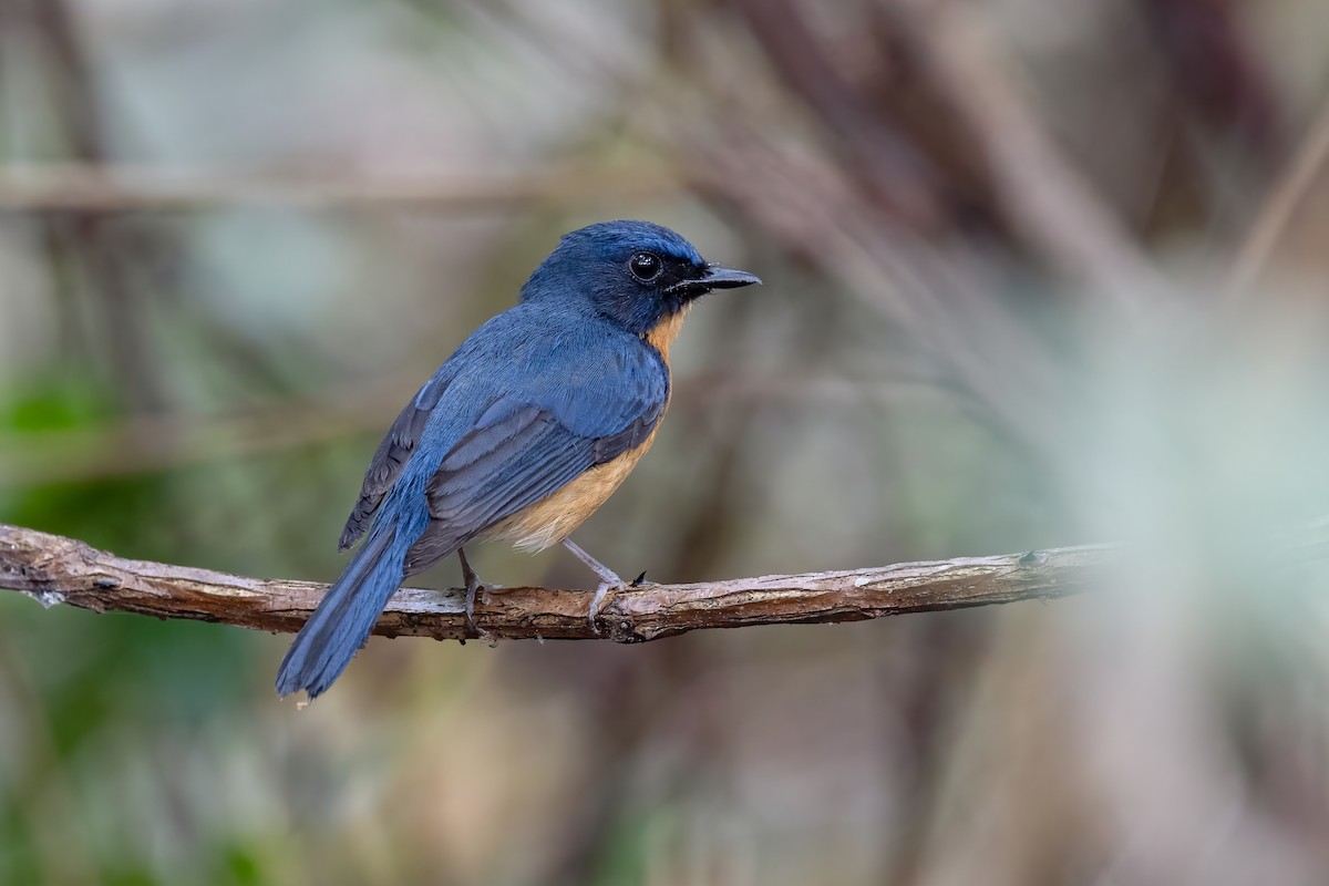 Mangrove Blue Flycatcher - ML476421961