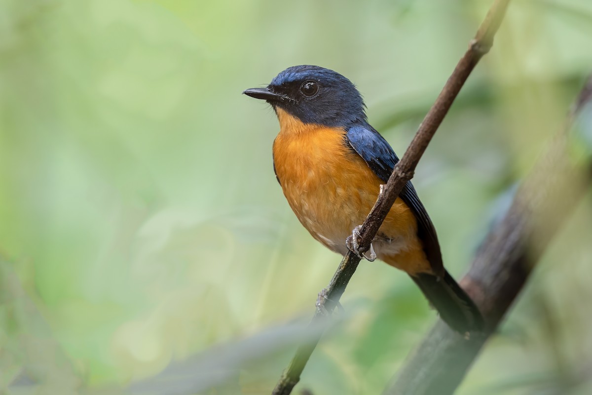 Mangrove Blue Flycatcher - ML476421971