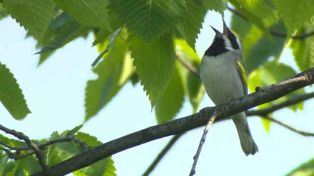 Golden-winged Warbler - ML476422