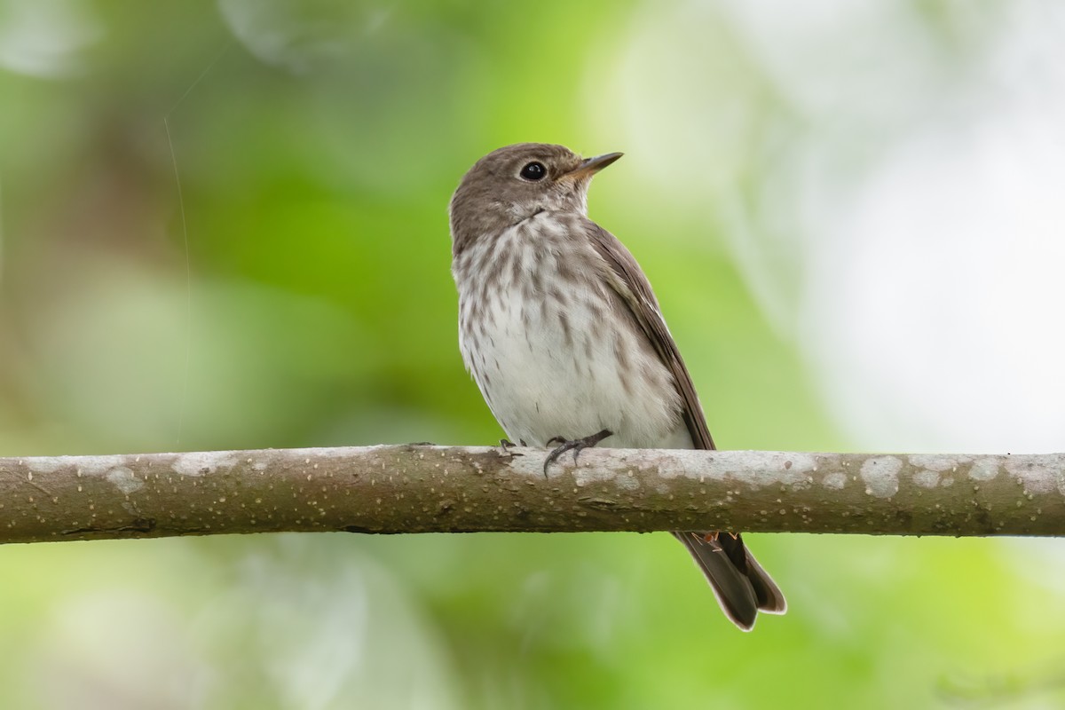 Gray-streaked Flycatcher - ML476422751