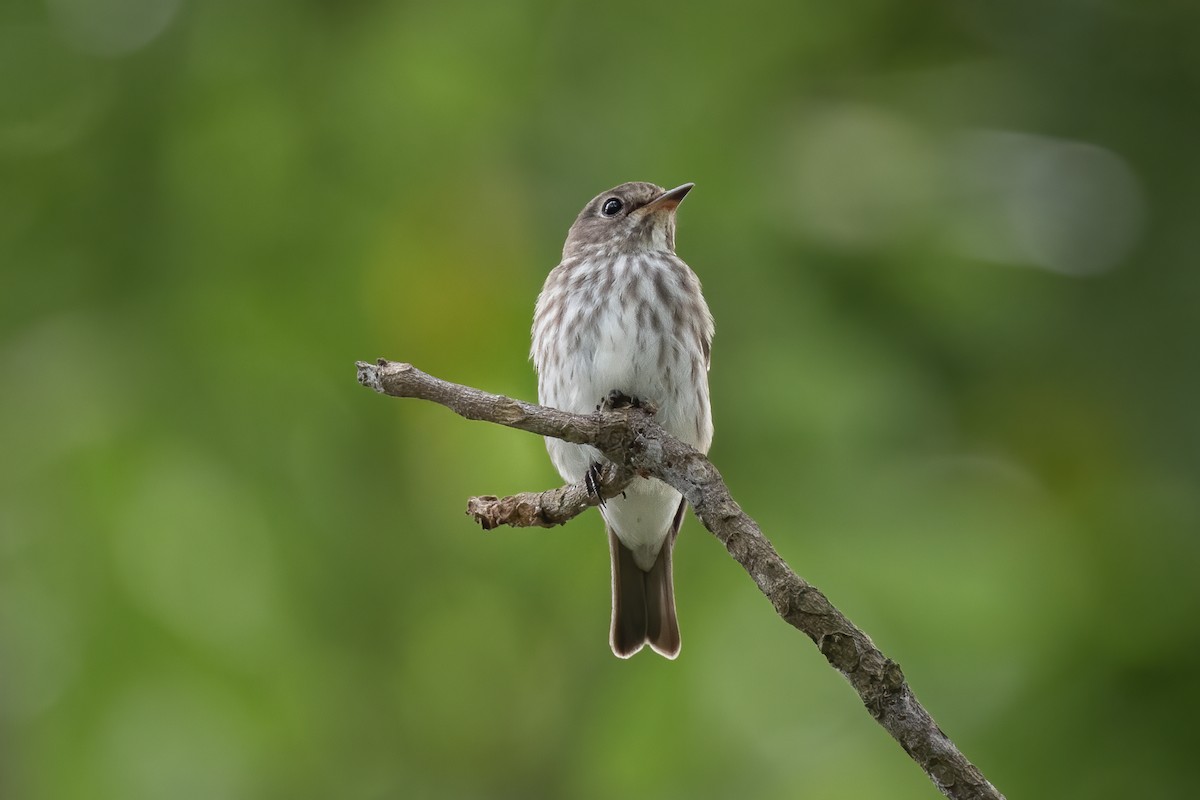 Gray-streaked Flycatcher - Adrian Silas Tay