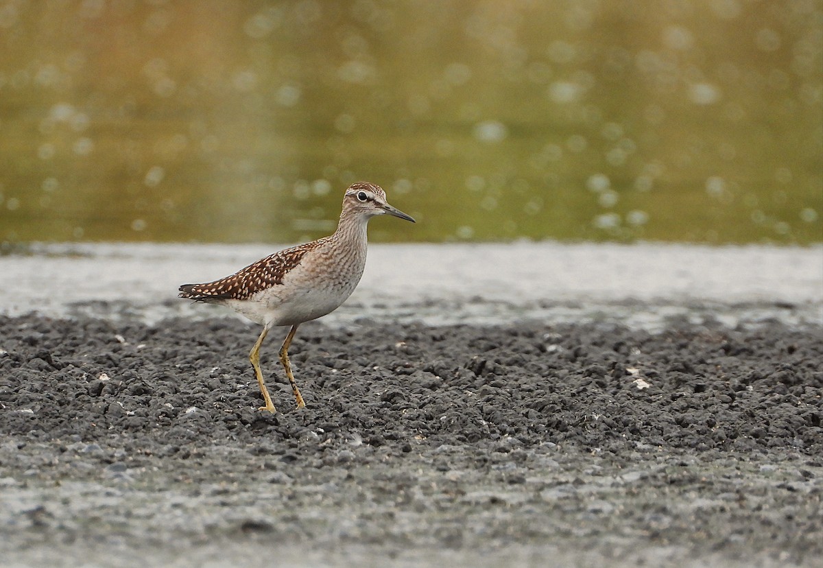 Wood Sandpiper - ML476422861