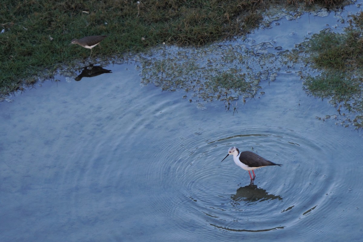 Black-winged Stilt - ML476423421