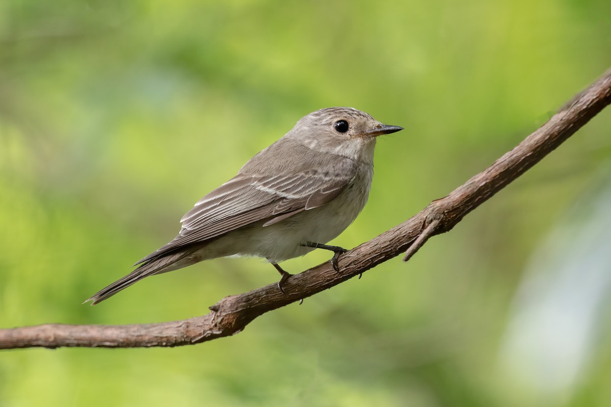 Spotted Flycatcher - ML476423631