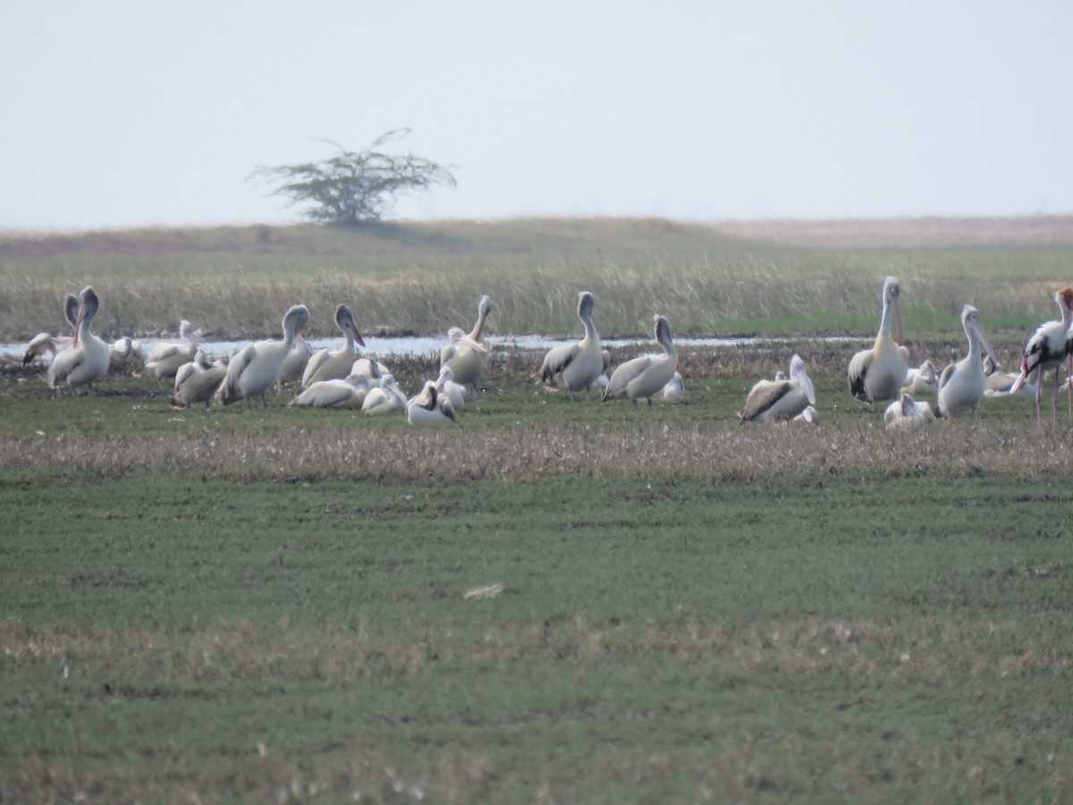 Spot-billed Pelican - ML47642381