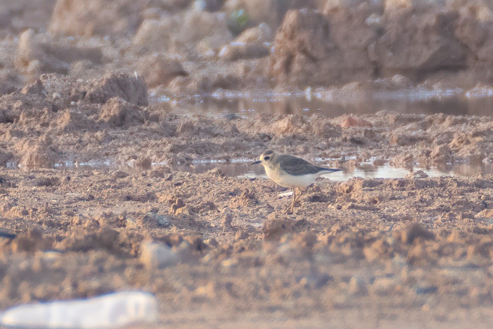 Oriental Plover - ML476423991