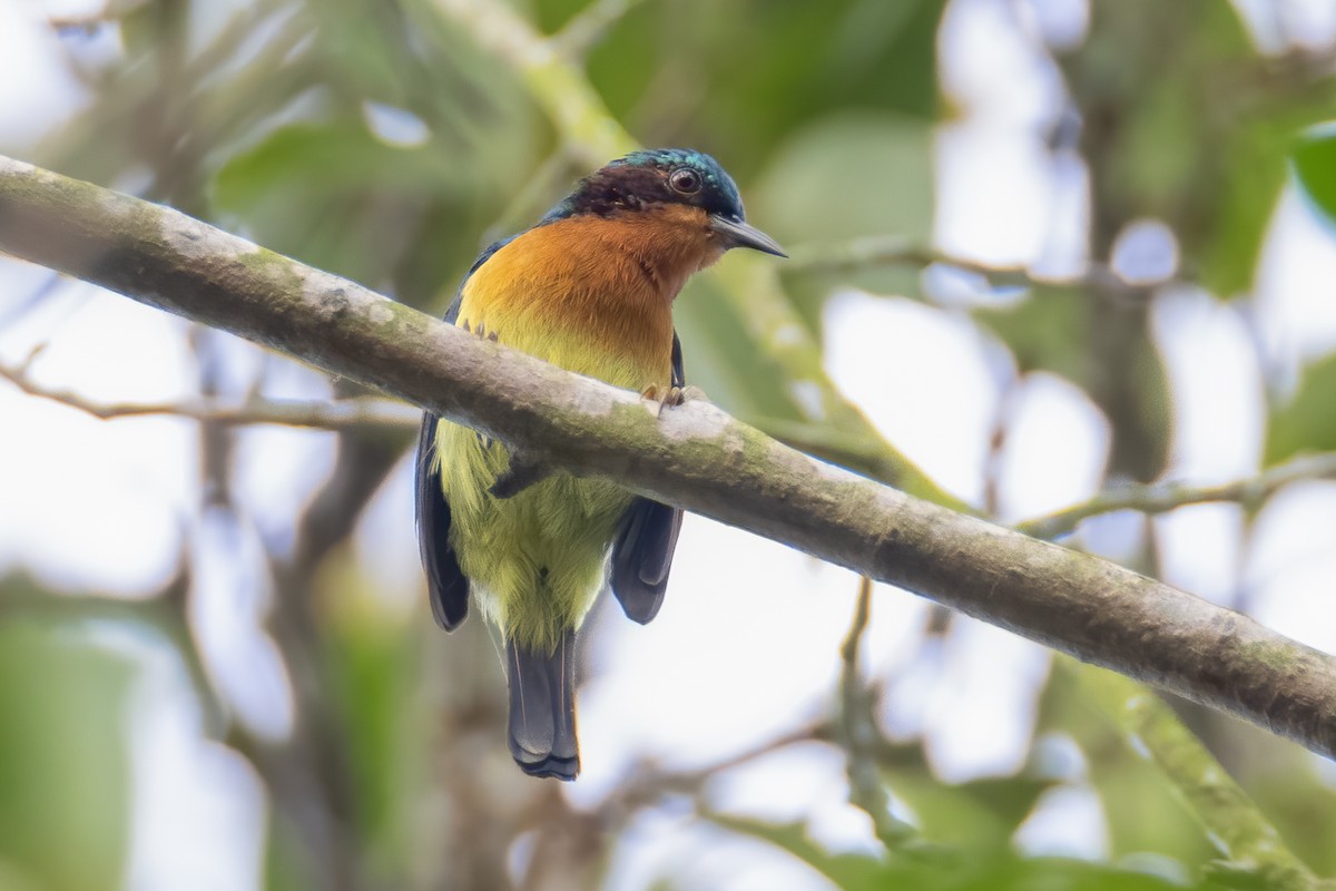 Ruby-cheeked Sunbird - ML476424111