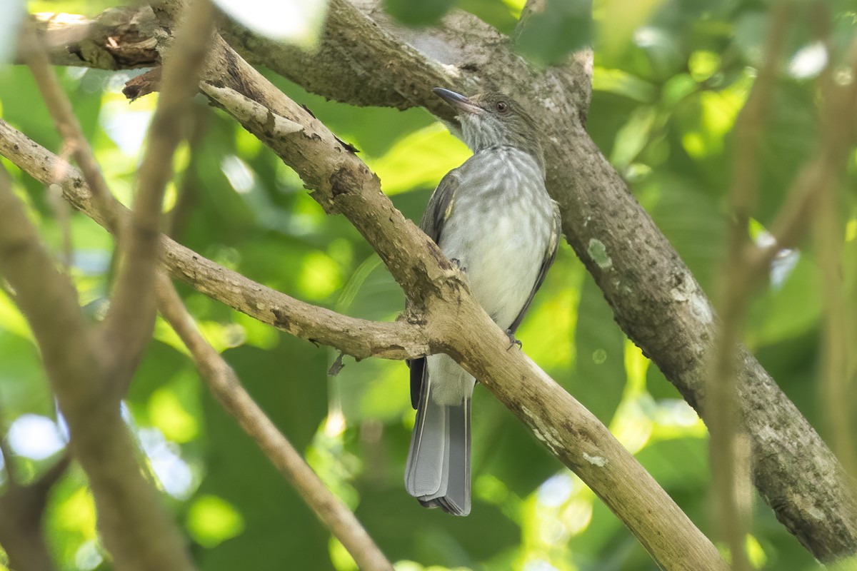 Streaked Bulbul - ML476424401