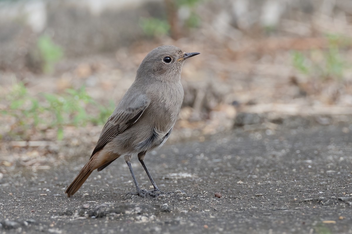 Black Redstart - ML476424601