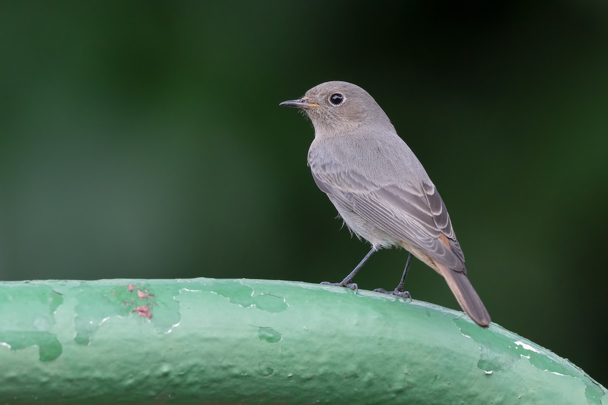 Black Redstart - ML476424621