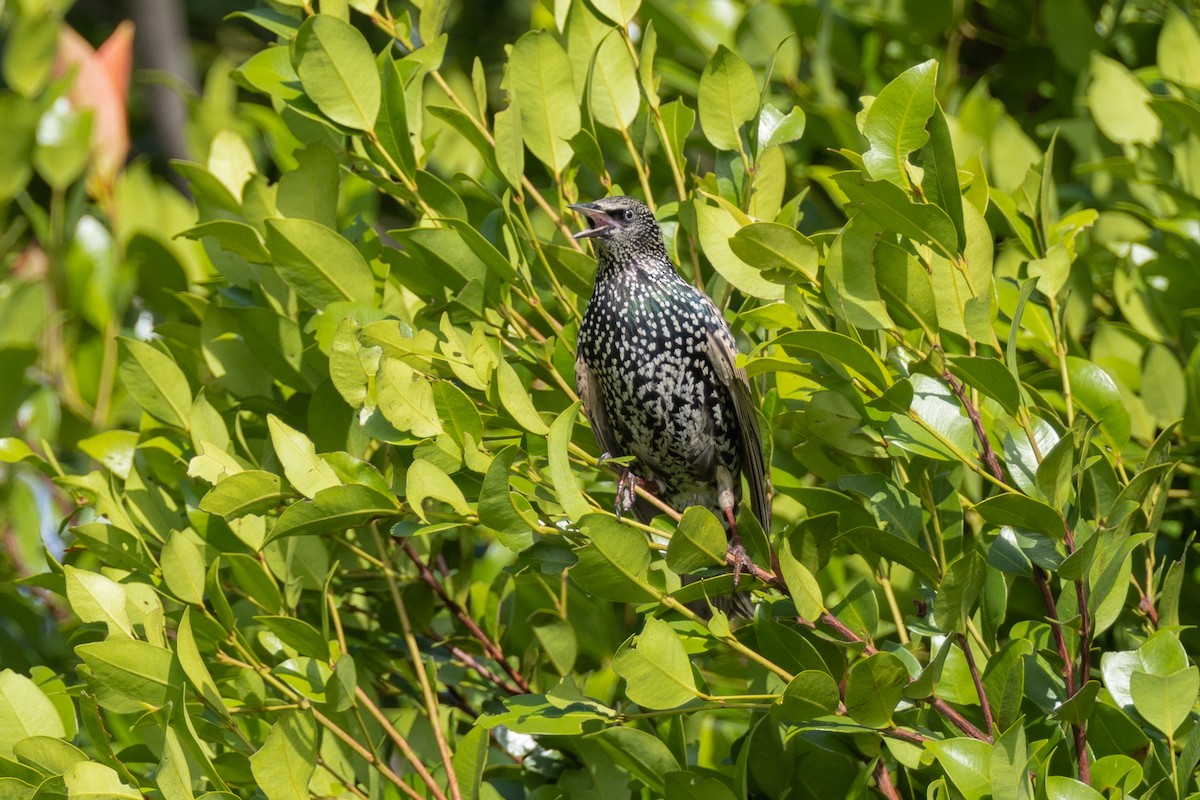 European Starling - ML476424771