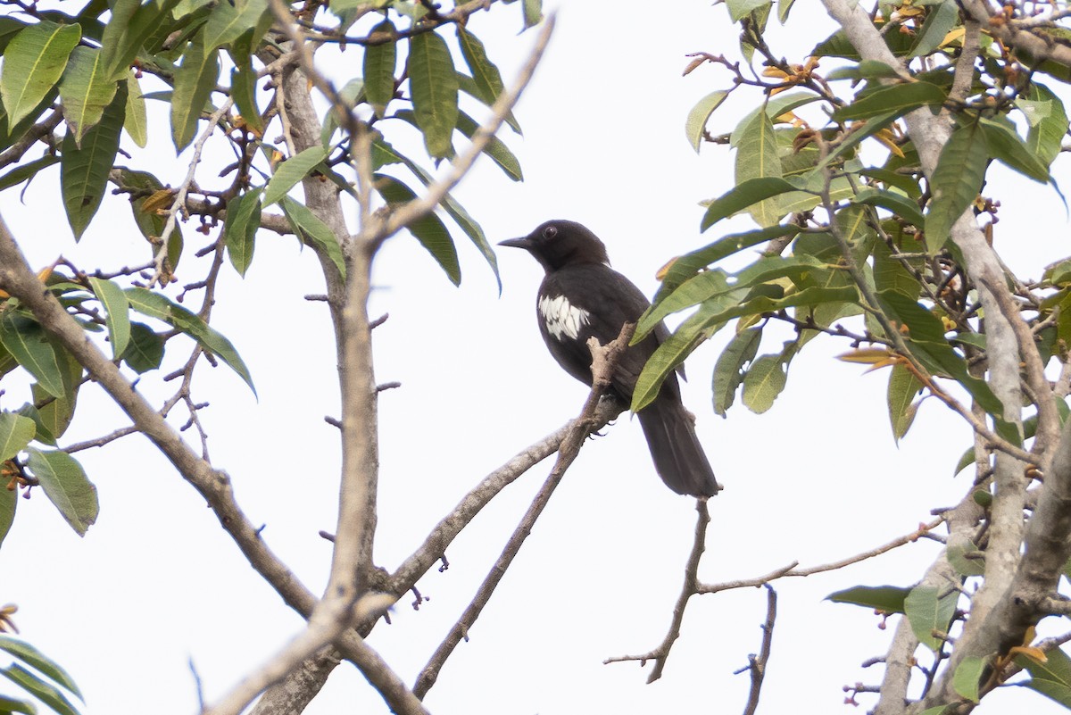 Black-and-white Bulbul - ML476425201