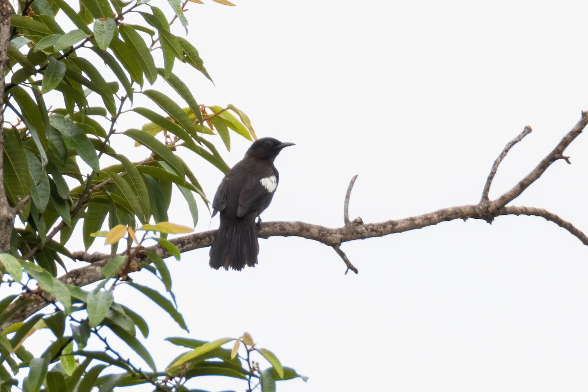 Black-and-white Bulbul - ML476425211