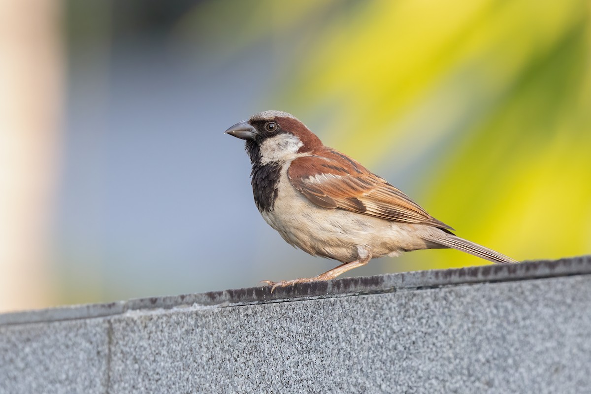 House Sparrow - ML476425371