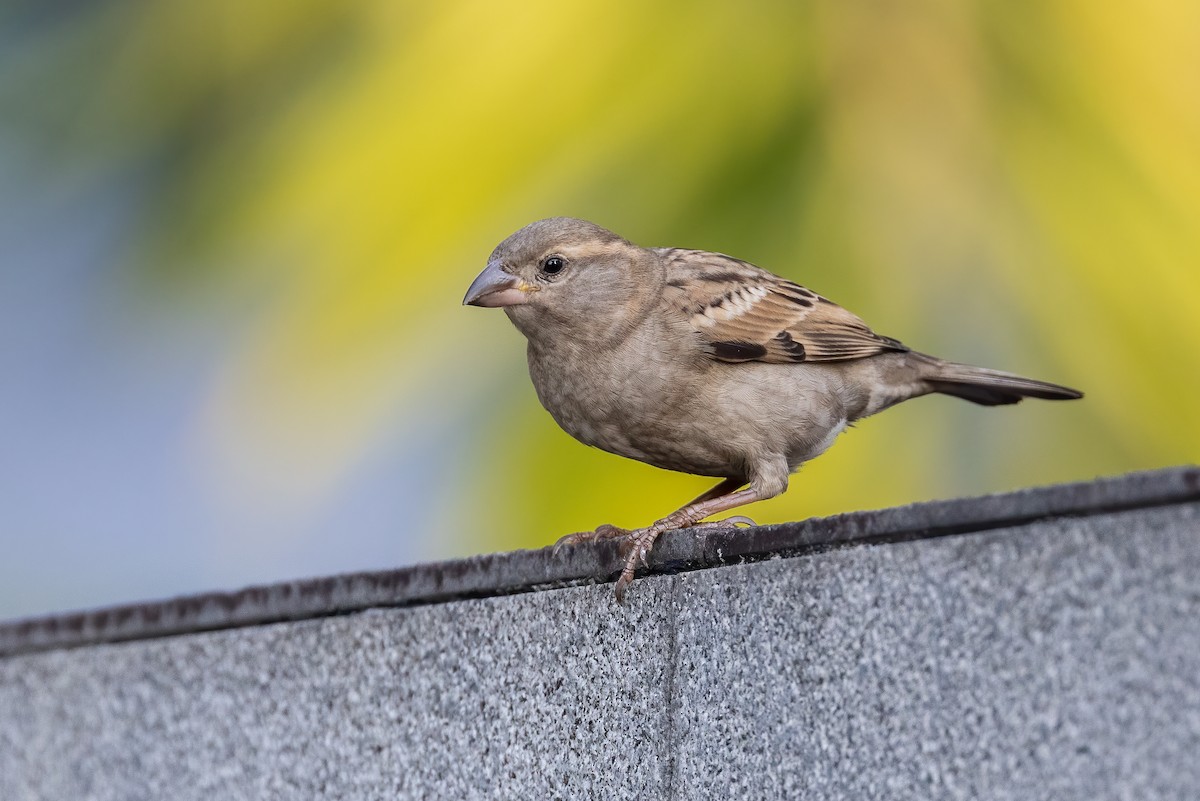 House Sparrow - ML476425401