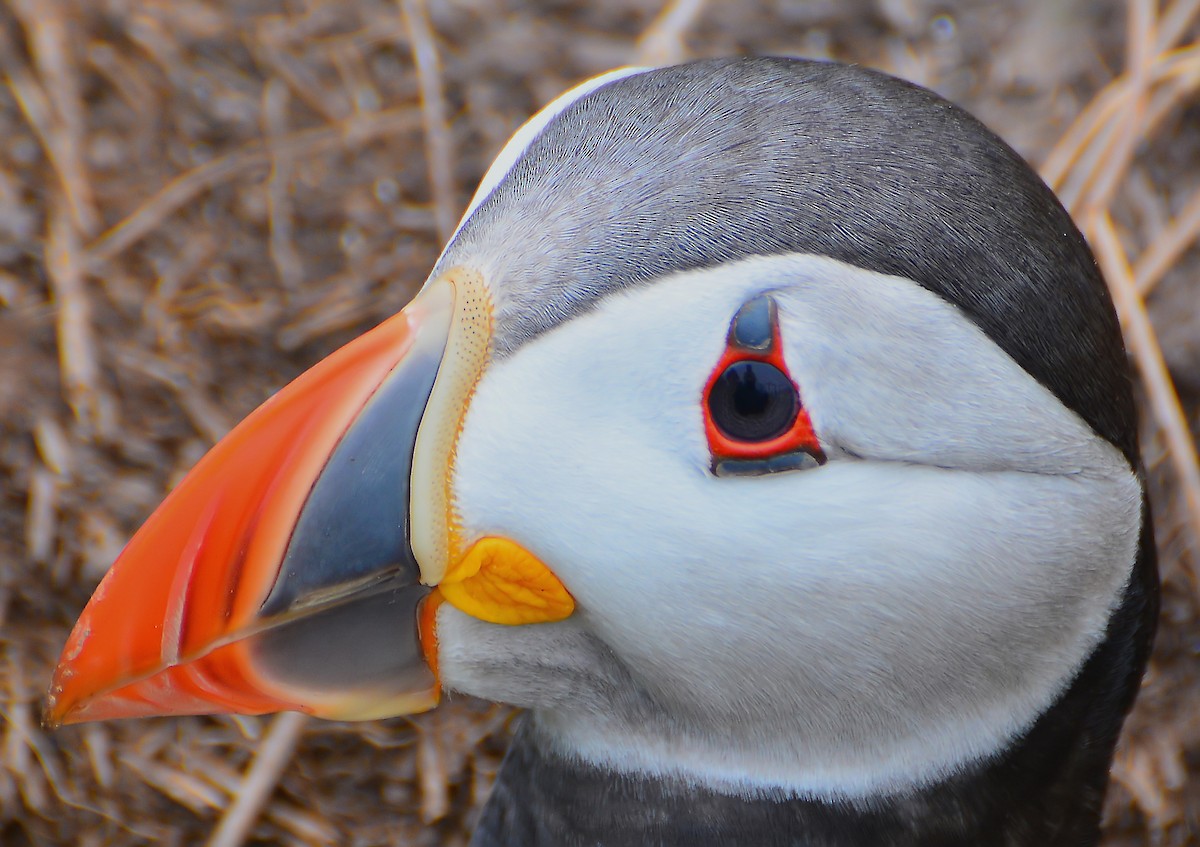 Atlantic Puffin - ML476426161