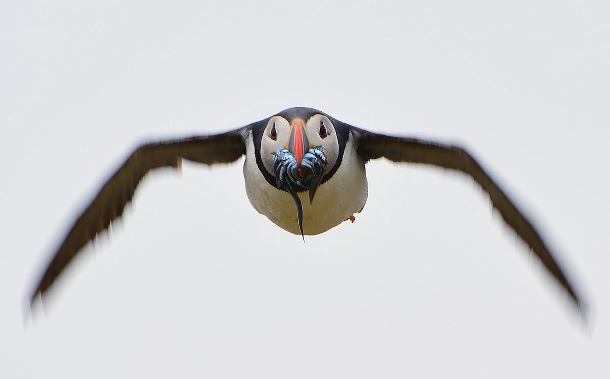 Atlantic Puffin - ML476426171