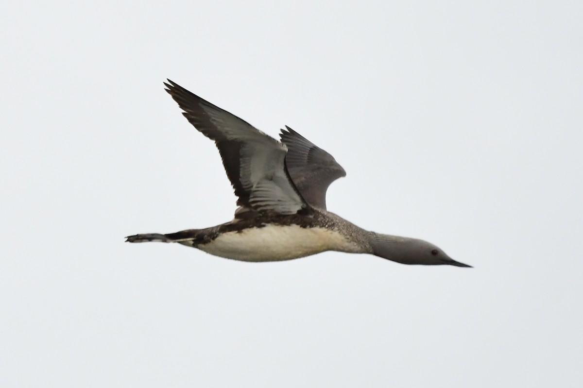 Red-throated Loon - ML476426681